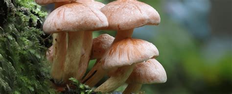 Unraveling the Genetic Diversity of Mafic Mushrooms in Los Angeles